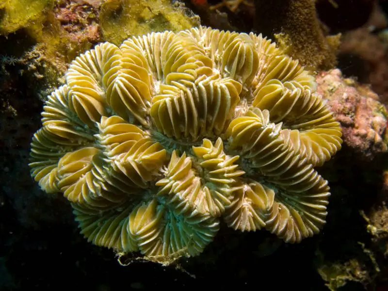 Meandrina meandrites Maze Coral